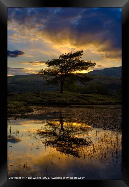 Lone Tree at Sunset Framed Print by Nigel Wilkins
