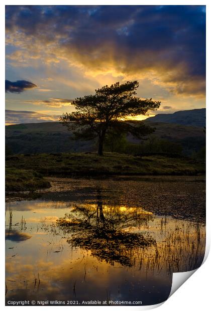 Lone Tree at Sunset Print by Nigel Wilkins
