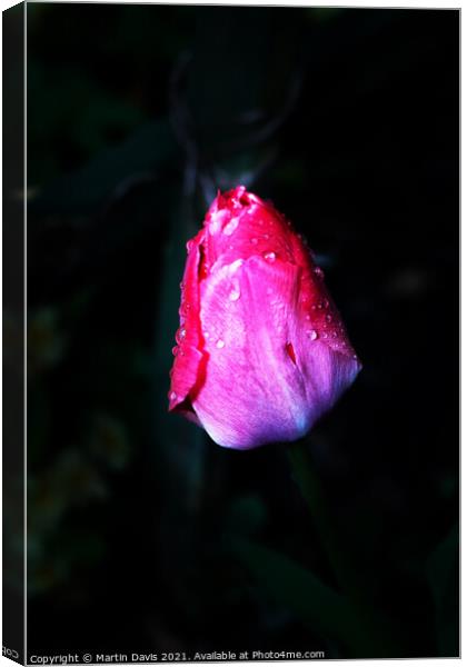 Tulip and Morning Dew Canvas Print by Martin Davis