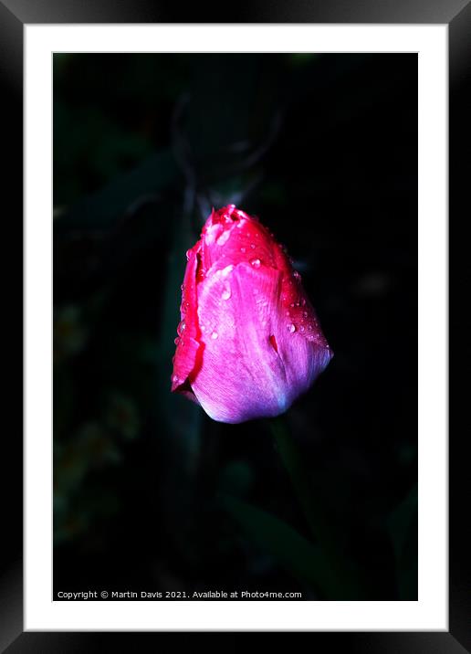 Tulip and Morning Dew Framed Mounted Print by Martin Davis