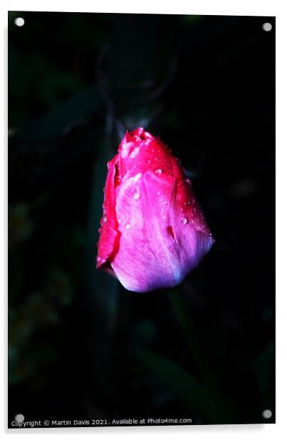 Tulip and Morning Dew Acrylic by Martin Davis