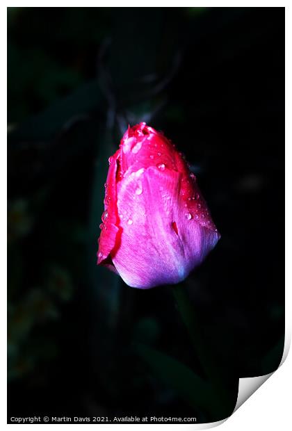 Tulip and Morning Dew Print by Martin Davis