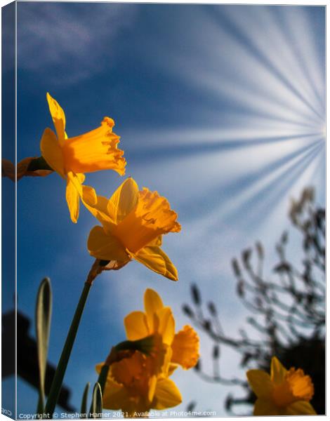 Daffodils in Sunrays Canvas Print by Stephen Hamer