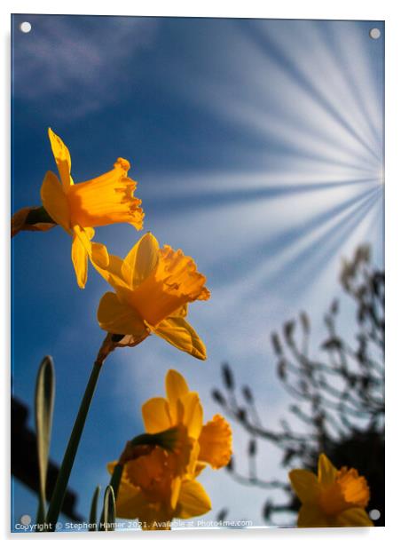 Daffodils in Sunrays Acrylic by Stephen Hamer