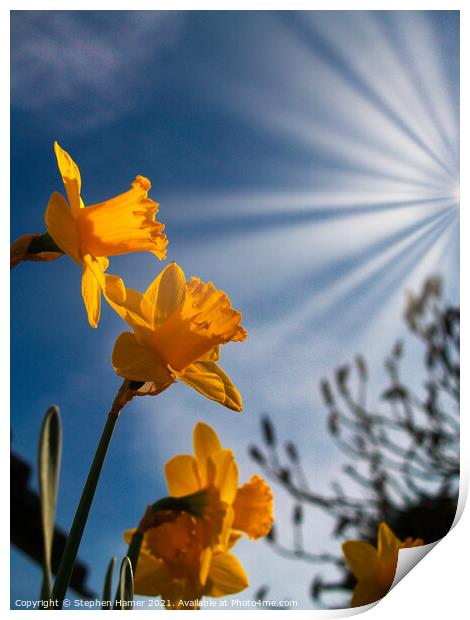 Daffodils in Sunrays Print by Stephen Hamer