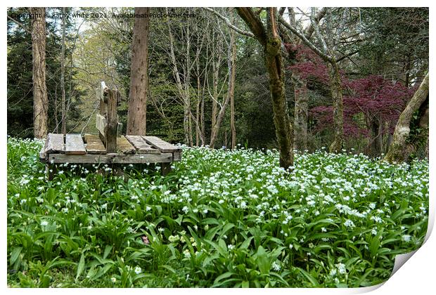 Wild garlic,  White Flowers,woods,Wild Garlic Print by kathy white
