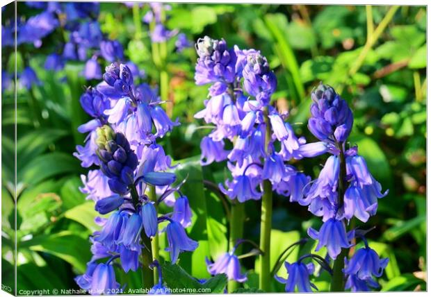 Bluebells in London Canvas Print by Nathalie Hales