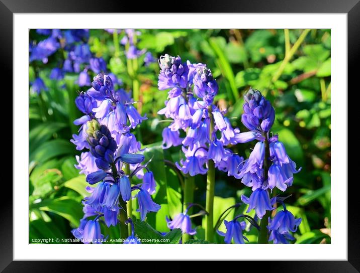 Bluebells in London Framed Mounted Print by Nathalie Hales