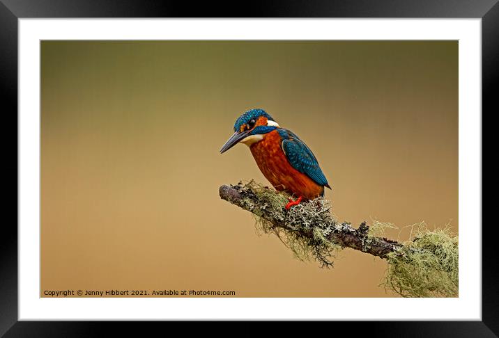 Kingfisher on perch Framed Mounted Print by Jenny Hibbert