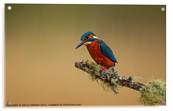 Kingfisher on perch Acrylic by Jenny Hibbert