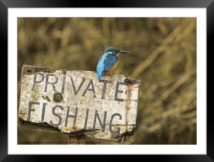 Kingfisher perched on sign  Framed Mounted Print by Jenny Hibbert