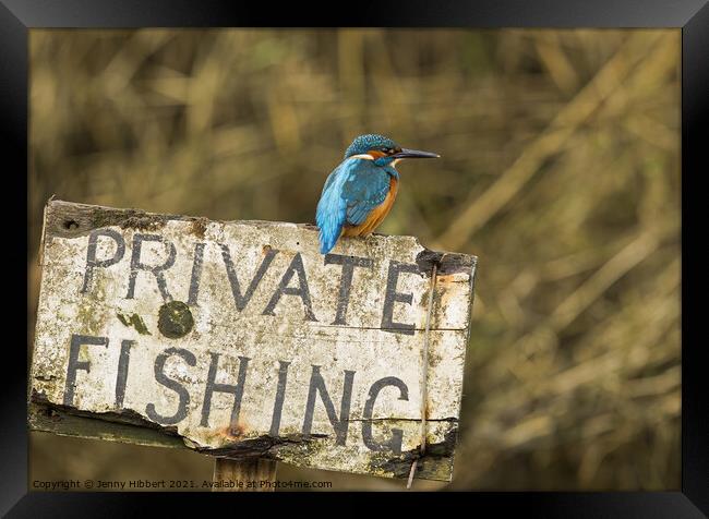 Kingfisher perched on sign  Framed Print by Jenny Hibbert