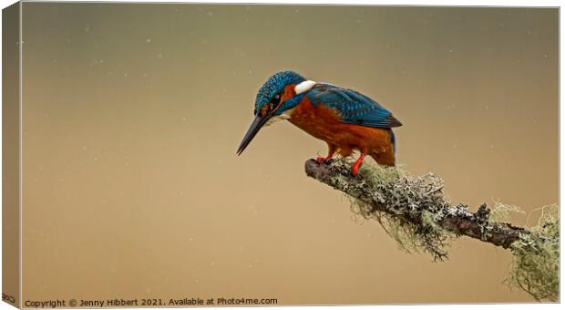 Kingfisher looking for fishes Canvas Print by Jenny Hibbert
