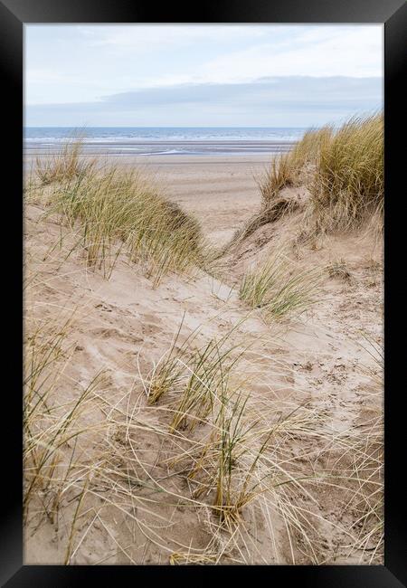 Marram grass on the dunes at Formby Framed Print by Jason Wells