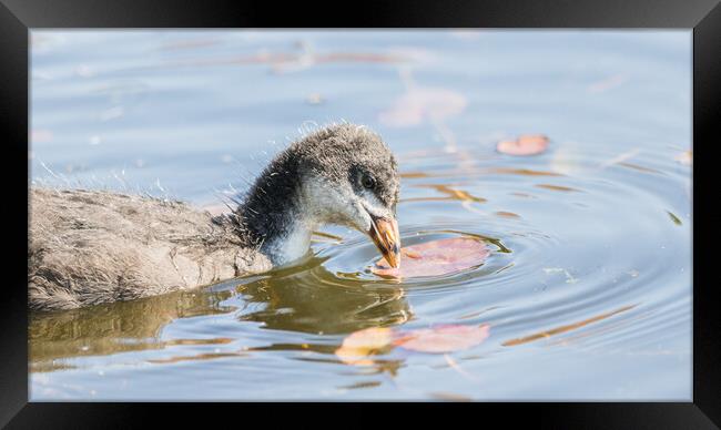 Coot chick pecking a lily pad Framed Print by Jason Wells
