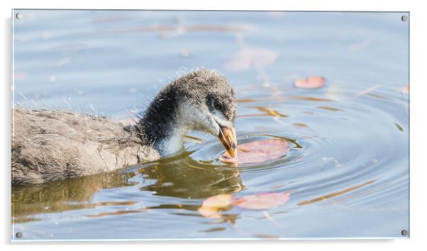 Coot chick pecking a lily pad Acrylic by Jason Wells
