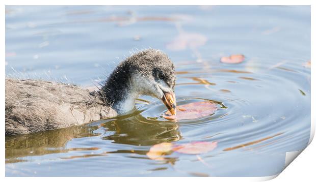 Coot chick pecking a lily pad Print by Jason Wells