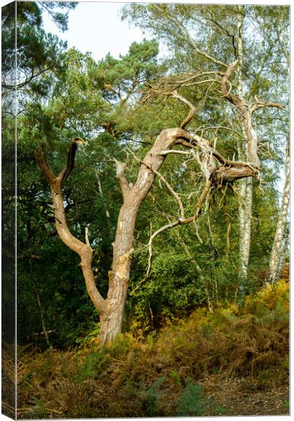 Old mis-shaped tree Canvas Print by Clive Wells