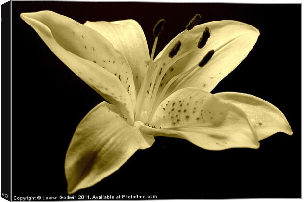 White Sepia Lily Canvas Print by Louise Godwin