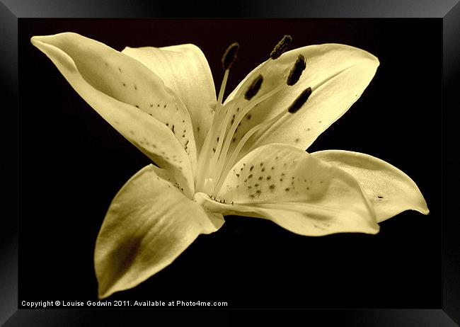 White Sepia Lily Framed Print by Louise Godwin