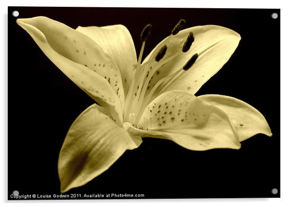 White Sepia Lily Acrylic by Louise Godwin