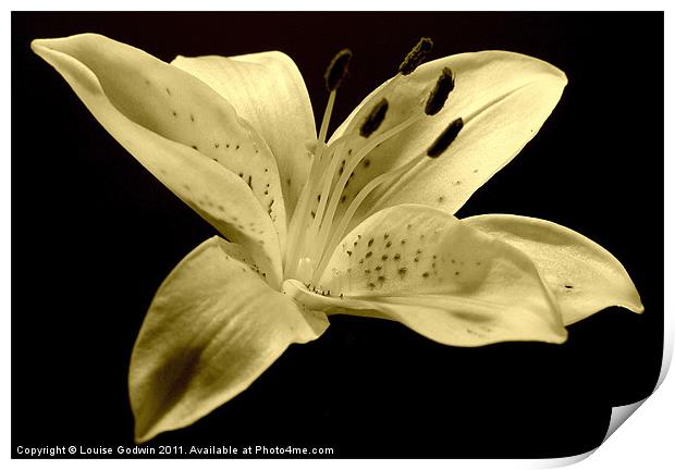 White Sepia Lily Print by Louise Godwin