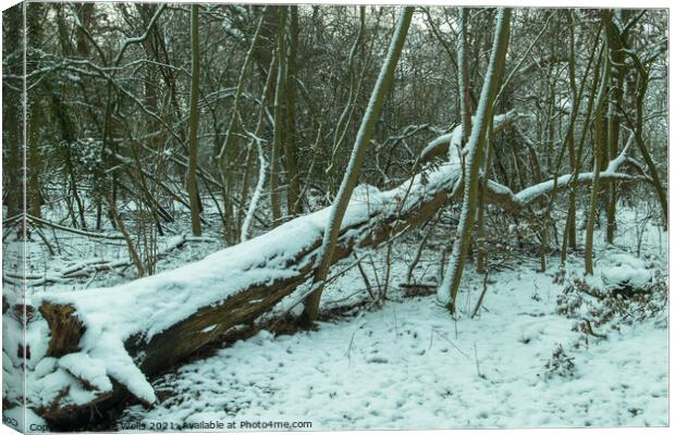 Fallen tree with snow Canvas Print by Clive Wells