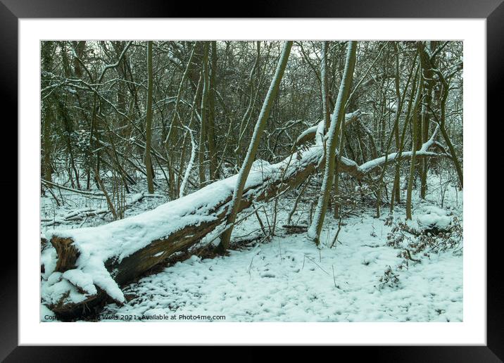 Fallen tree with snow Framed Mounted Print by Clive Wells