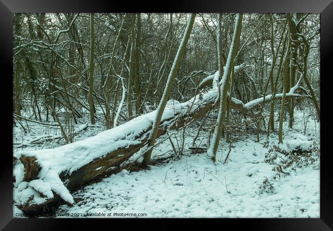 Fallen tree with snow Framed Print by Clive Wells