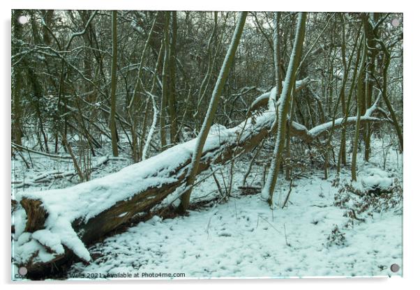 Fallen tree with snow Acrylic by Clive Wells