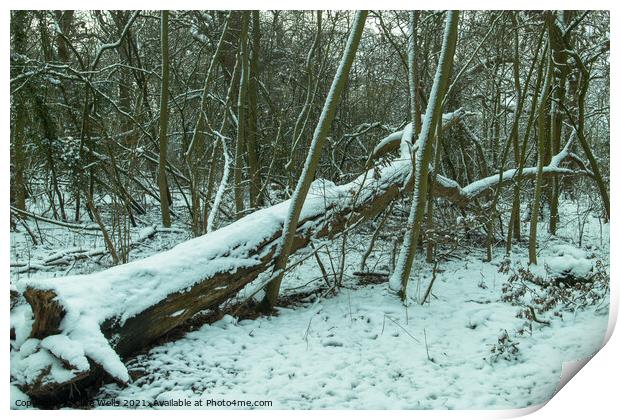 Fallen tree with snow Print by Clive Wells