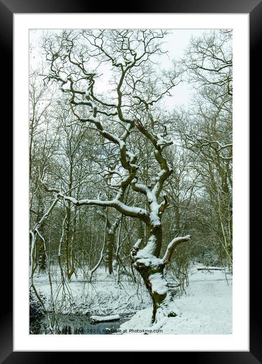 Snow covered tree Framed Mounted Print by Clive Wells