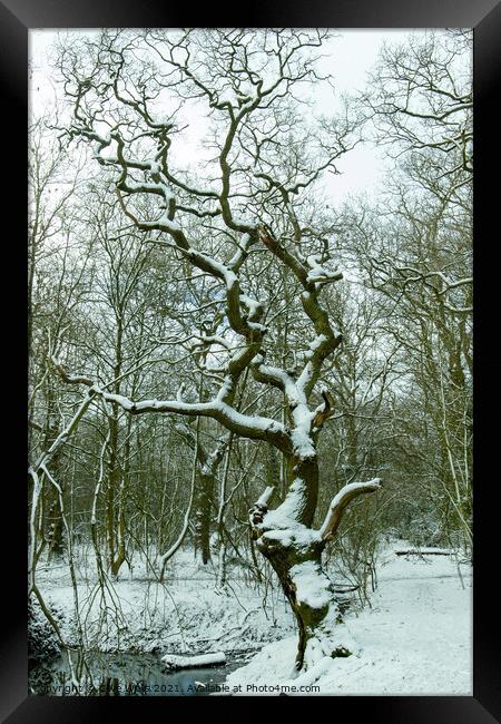 Snow covered tree Framed Print by Clive Wells