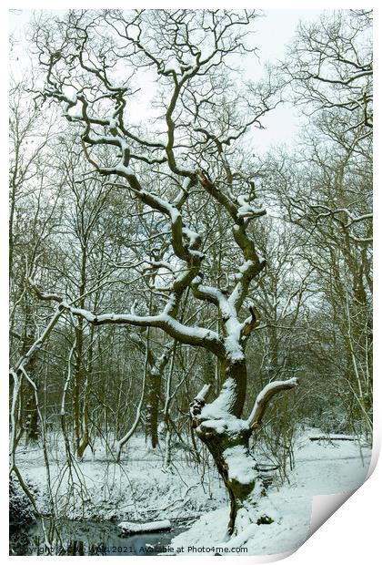 Snow covered tree Print by Clive Wells