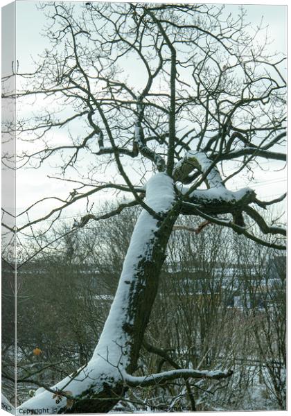 Over hanging snow covered tree Canvas Print by Clive Wells