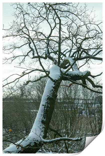 Over hanging snow covered tree Print by Clive Wells