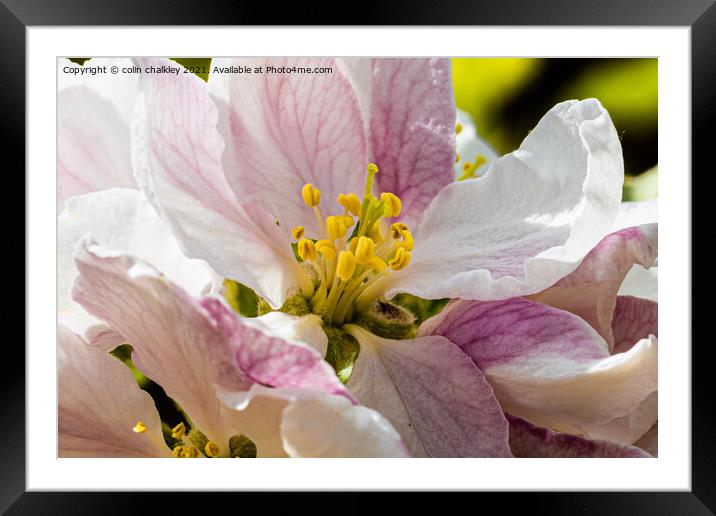 Apple Blossom - Coxs Orange Pippin Framed Mounted Print by colin chalkley