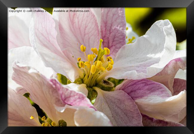 Apple Blossom - Coxs Orange Pippin Framed Print by colin chalkley