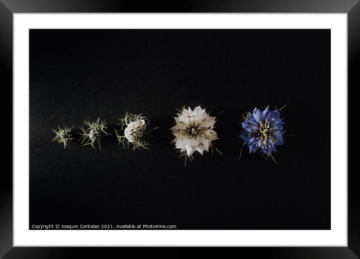 Progression of a flower in phases and stages from its bud to its Framed Mounted Print by Joaquin Corbalan