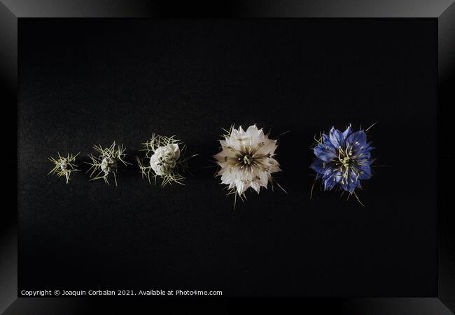 Progression of a flower in phases and stages from its bud to its Framed Print by Joaquin Corbalan