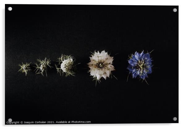 Progression of a flower in phases and stages from its bud to its Acrylic by Joaquin Corbalan