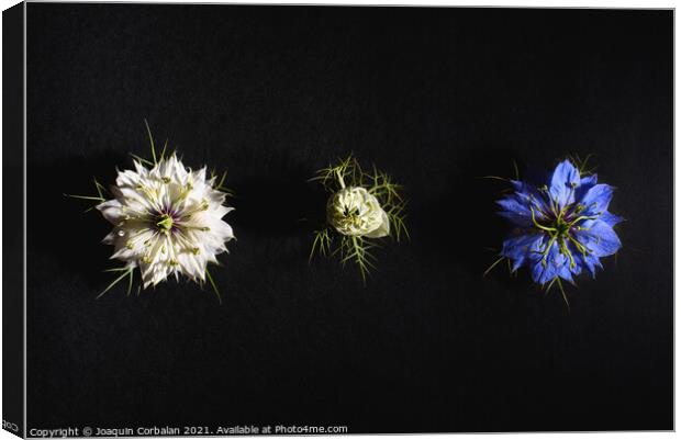 Delicate flowers viewed from above in flat lay isolated on black Canvas Print by Joaquin Corbalan