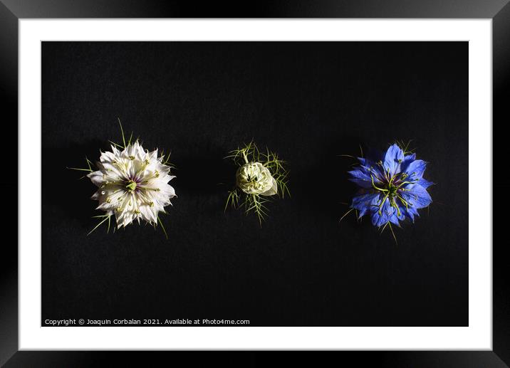 Delicate flowers viewed from above in flat lay isolated on black Framed Mounted Print by Joaquin Corbalan