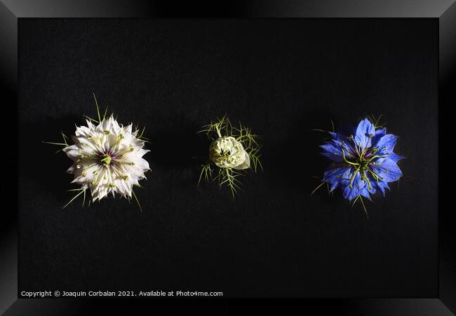 Delicate flowers viewed from above in flat lay isolated on black Framed Print by Joaquin Corbalan