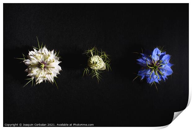 Delicate flowers viewed from above in flat lay isolated on black Print by Joaquin Corbalan