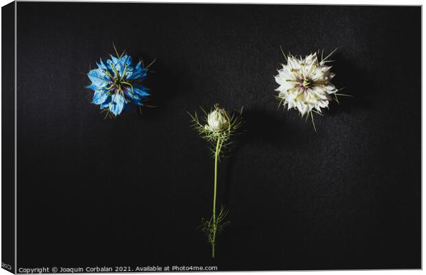 Two small white and purple flowers arranged on a black table in  Canvas Print by Joaquin Corbalan