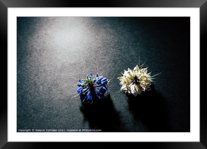 Two small white and purple flowers arranged on a black table in  Framed Mounted Print by Joaquin Corbalan