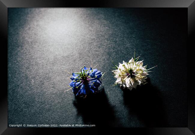 Two small white and purple flowers arranged on a black table in  Framed Print by Joaquin Corbalan