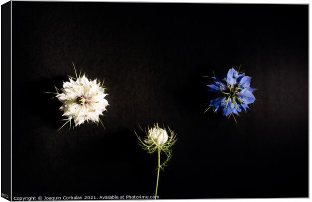 Artistic composition of wild flowers isolated on black backgroun Canvas Print by Joaquin Corbalan