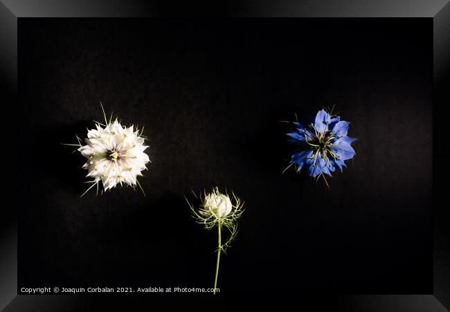 Artistic composition of wild flowers isolated on black backgroun Framed Print by Joaquin Corbalan